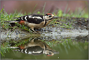 Schluckspecht... Buntspecht *Dendrocopos major*