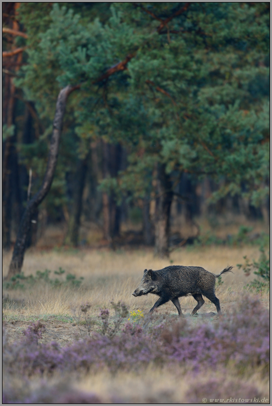 am Waldrand... Wildschwein *Sus scrofa*