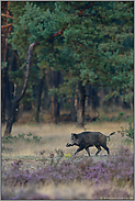 am Waldrand... Wildschwein *Sus scrofa*