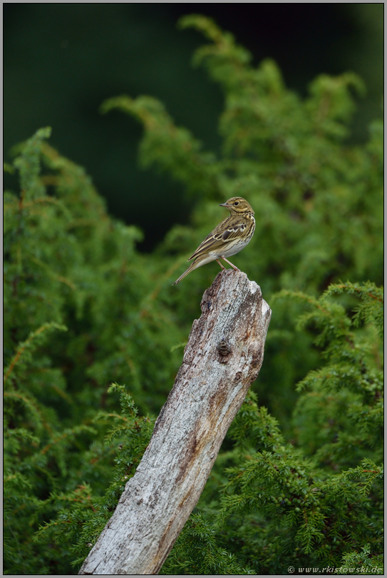 auf Entfernung... Baumpieper *Anthus trivialis*