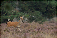 in der Heide... Rotwild *Cervus elaphus*