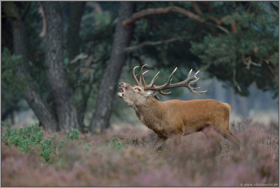 Mitte September... Rothirsch *Cervus elaphus*