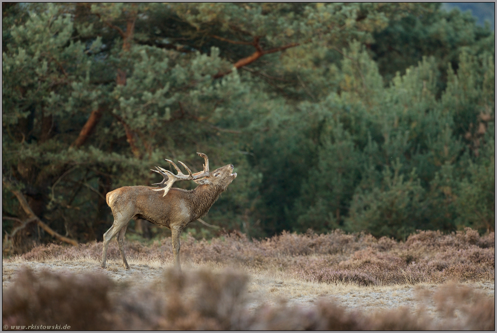 schlammverkrustet... Rothirsch *Cervus elaphus*