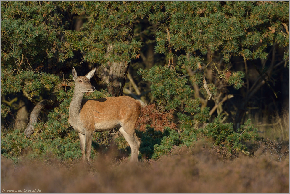 wo bleiben sie denn... Rotwild *Cervus elaphus*