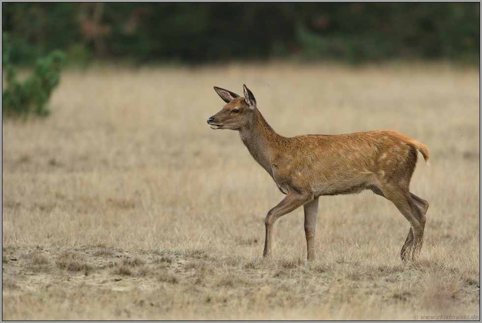 der Nachwuchs... Rotkalb *Cervus elaphus*