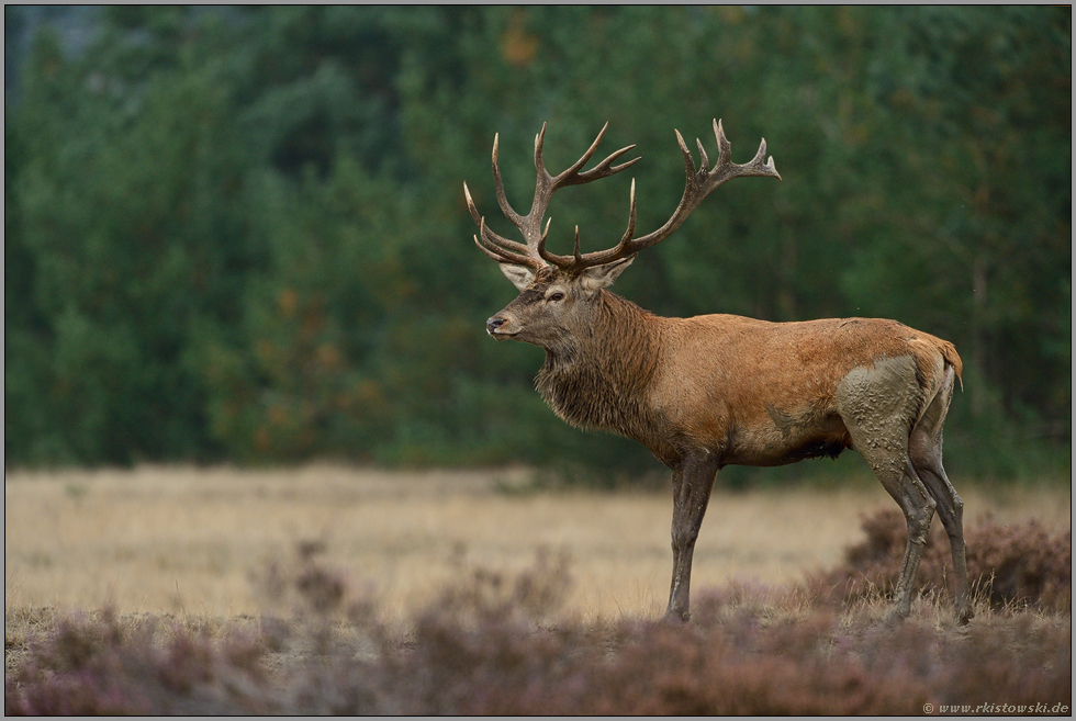 auf Brautschau... Rothirsch *Cervus elaphus*