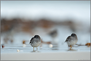 Ruhe... Meerstrandläufer *Calidris maritima*