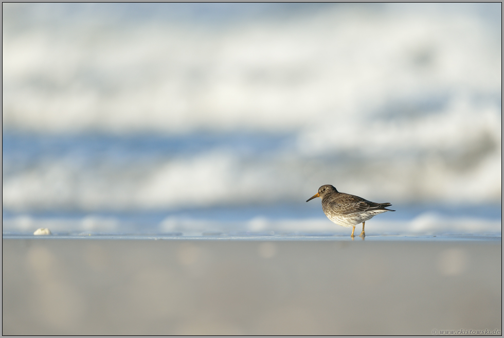 am Strand... Meerstrandläufer *Calidris maritima*