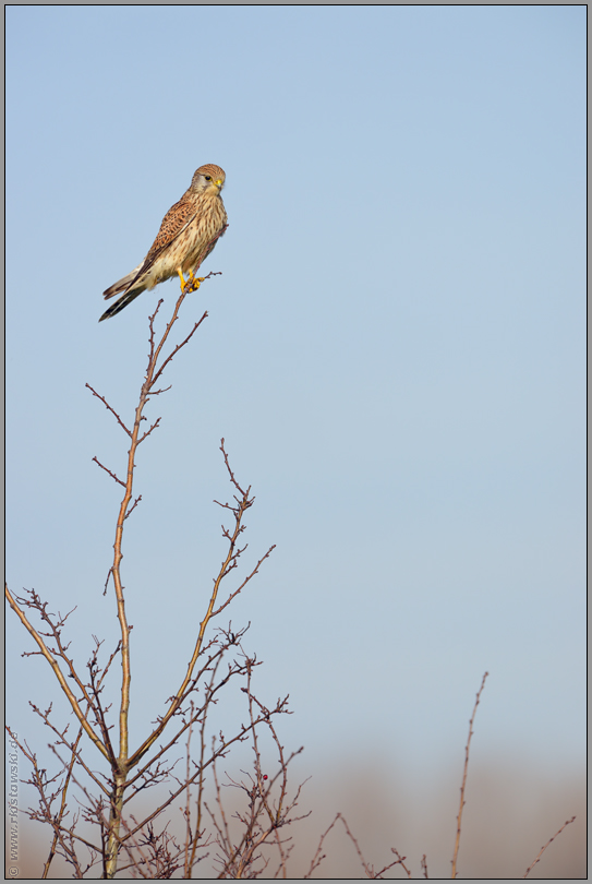 auf dem Ansitz... Turmfalke *Falco tinnunculus*