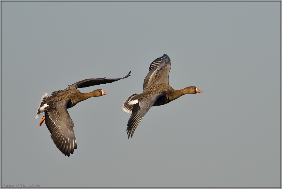 in schnellem Flug... Blässgänse *Anser albifrons*