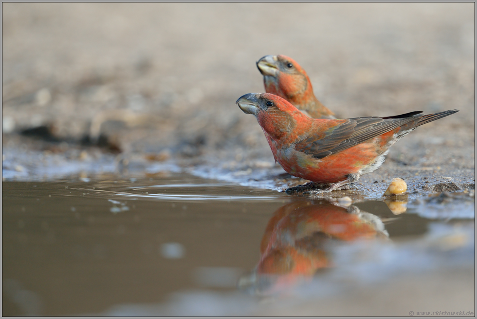 trinkend... Kiefernkreuzschnäbel *Loxia pytyopsittacus *