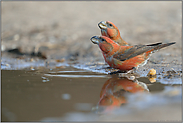 trinkend... Kiefernkreuzschnäbel *Loxia pytyopsittacus *