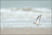 Flügelgymnastik... Sanderling *Calidris alba*