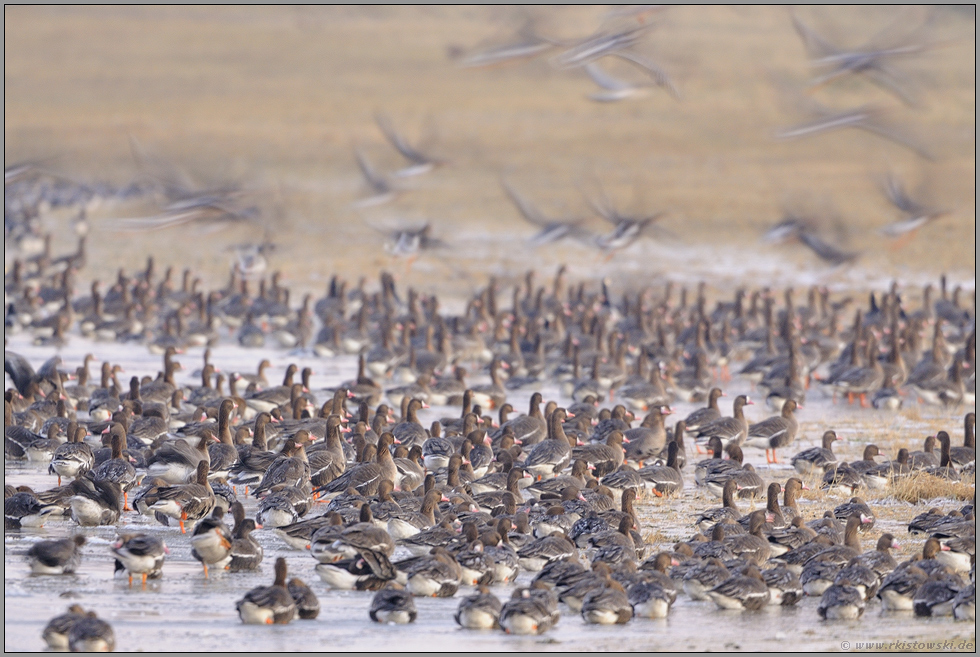 Aufbruch der Gänse... Blässgänse *Anser albifrons*