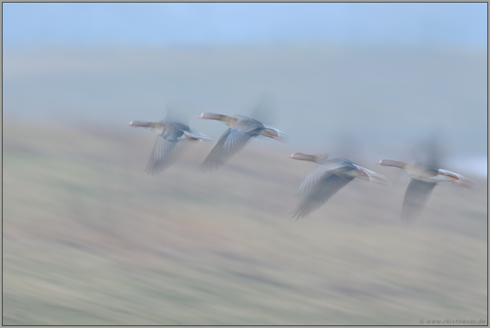 Ausflug... Blässgänse *Anser albifrons*