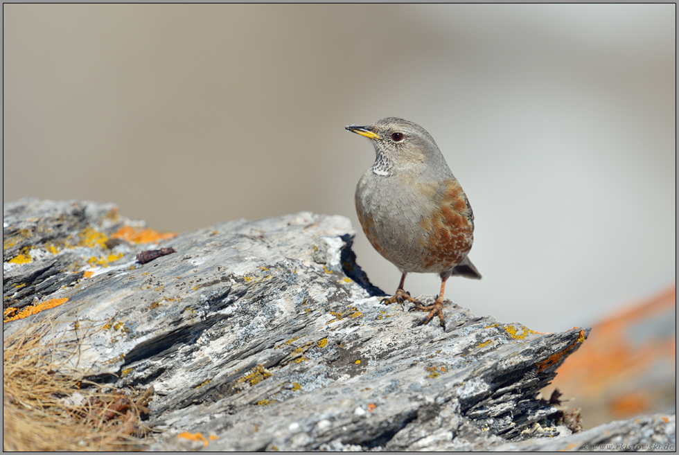 Gras und Flechten... Alpenbraunelle *Prunella collaris*