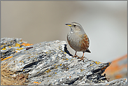 Gras und Flechten... Alpenbraunelle  *Prunella collaris*