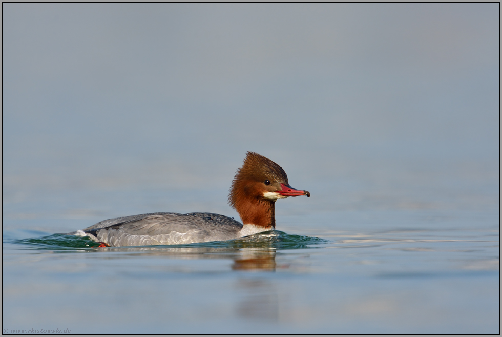 das Weibchen...Gänsesäger *Mergus merganser*