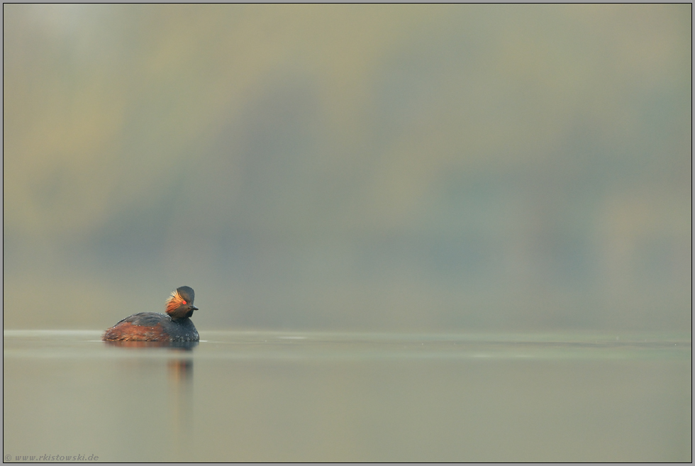 Idylle... Schwarzhalstaucher *Podiceps nigricollis*