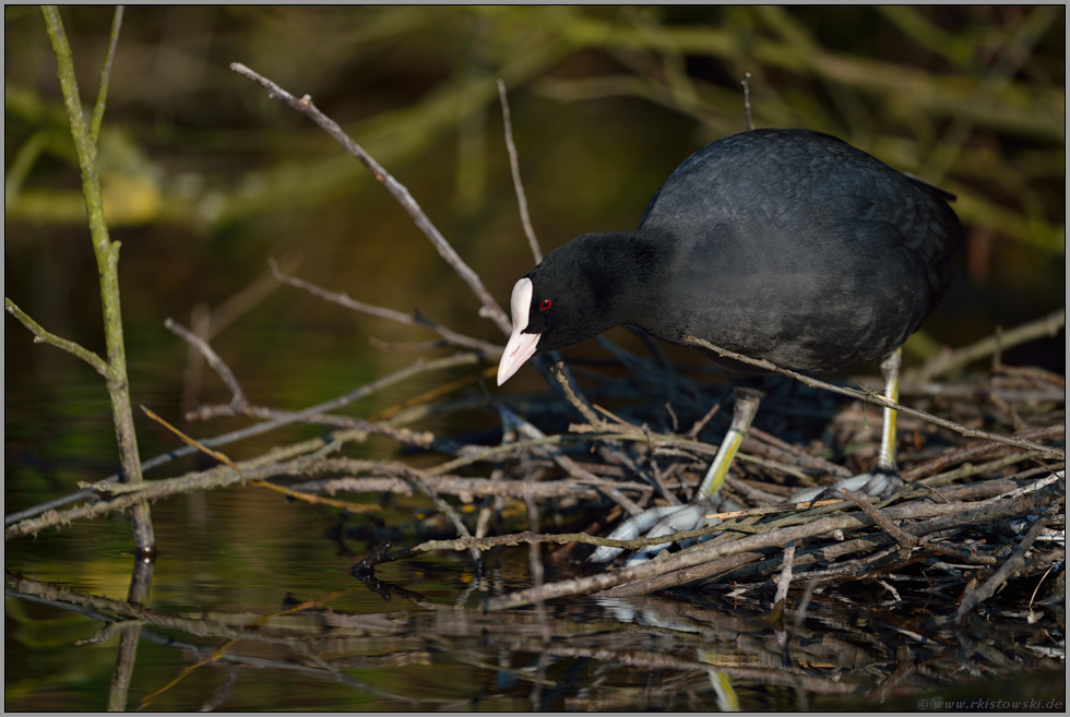 Nestbau... Blaessralle *Fulica atra*