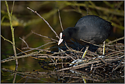 Nestbau... Blaessralle *Fulica atra*