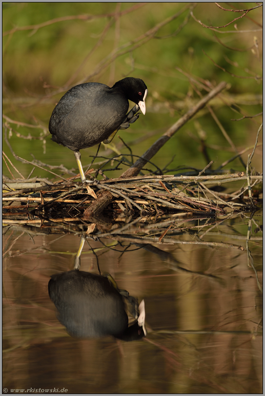 neues Heim... Blässralle *Fulica atra*