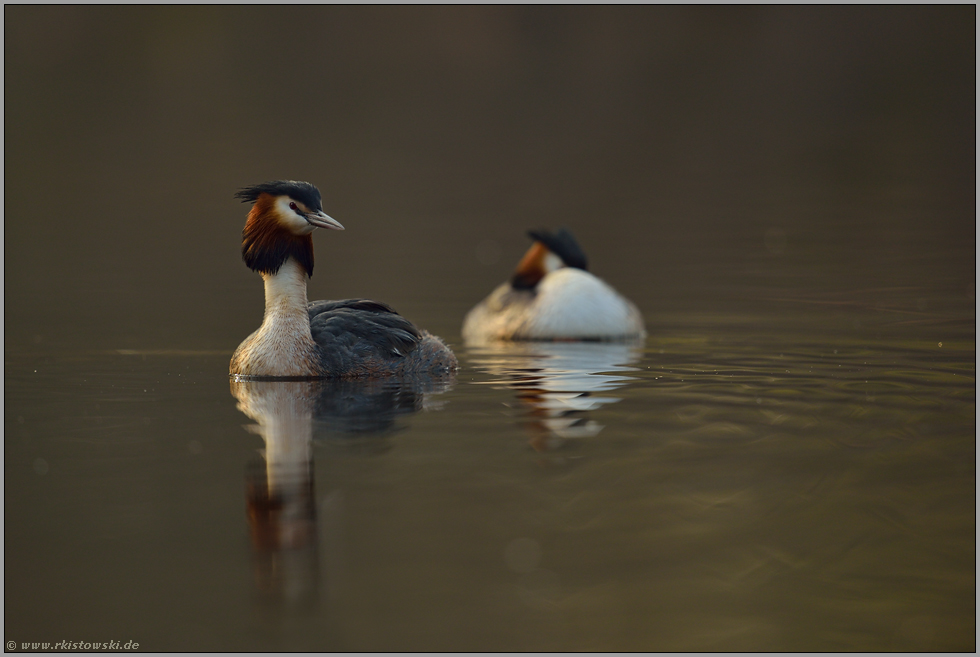 das Paar... Haubentaucher *Podiceps cristatus*