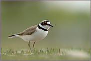 Bodenbrüter... Flussregenpfeifer *Charadrius dubius*