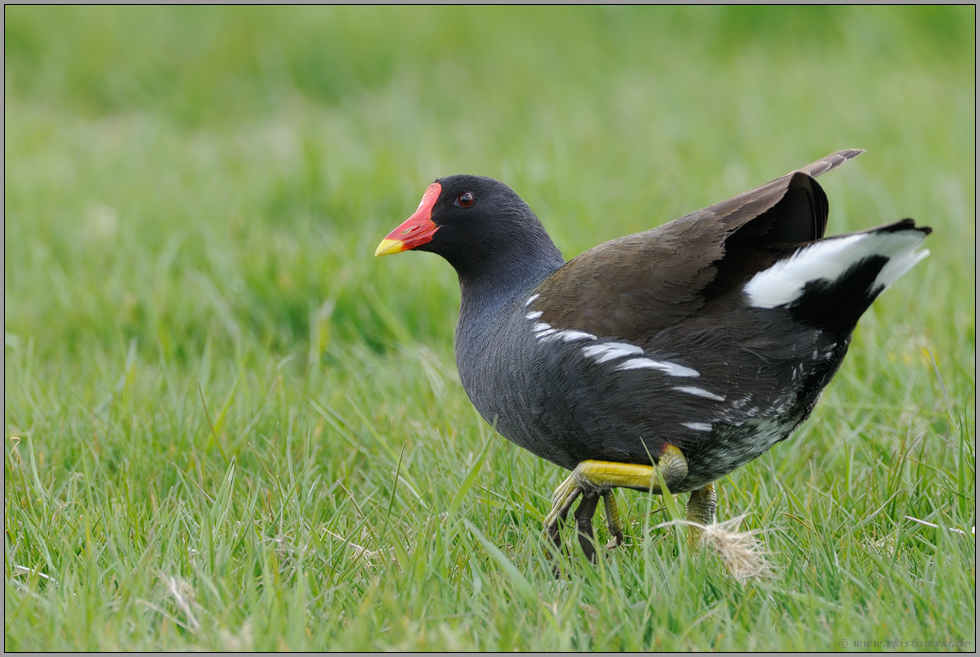 angepasst... Teichralle *Gallinula chloropus*