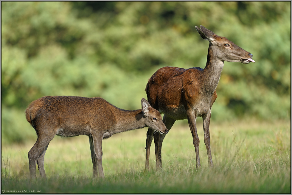 Rottier mit Kalb... Rotwild *Cervus elaphus*