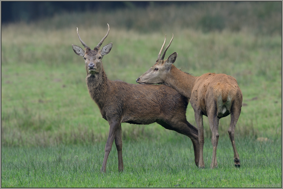 zwei Rotspiesser... Rotwild *Cervus elaphus*