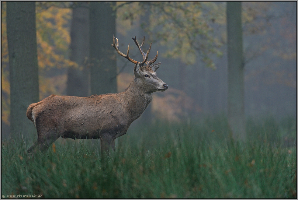 junger Rothirsch... Rothirsch *Cervus elaphus*