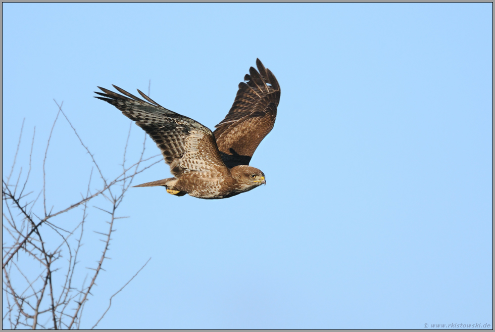 unser häufigster Greif... Mäusebussard  *Buteo buteo*