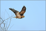 unser häufigster Greif... Mäusebussard  *Buteo buteo*