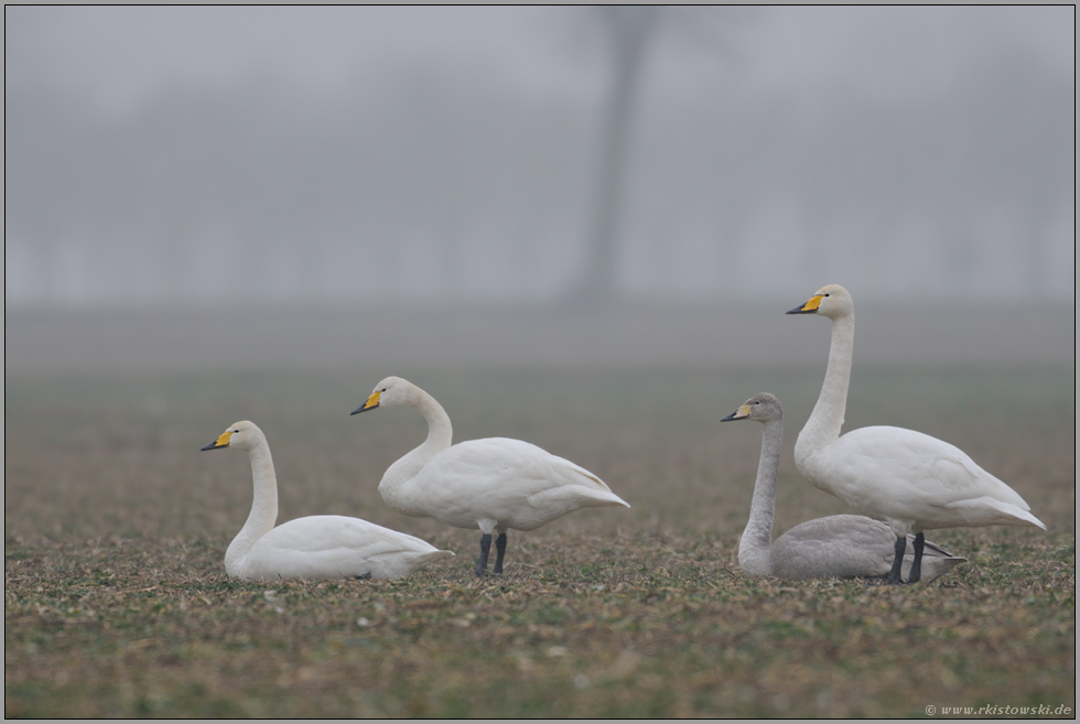 rastend... Singschwäne *Cygnus cygnus*