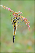 gut abgehangen... Vierfleck *Libellula quadrimaculata*