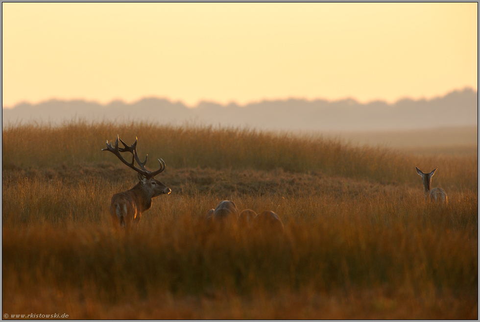 zum Sonnenuntergang... Rotwild *Cervus elaphus*