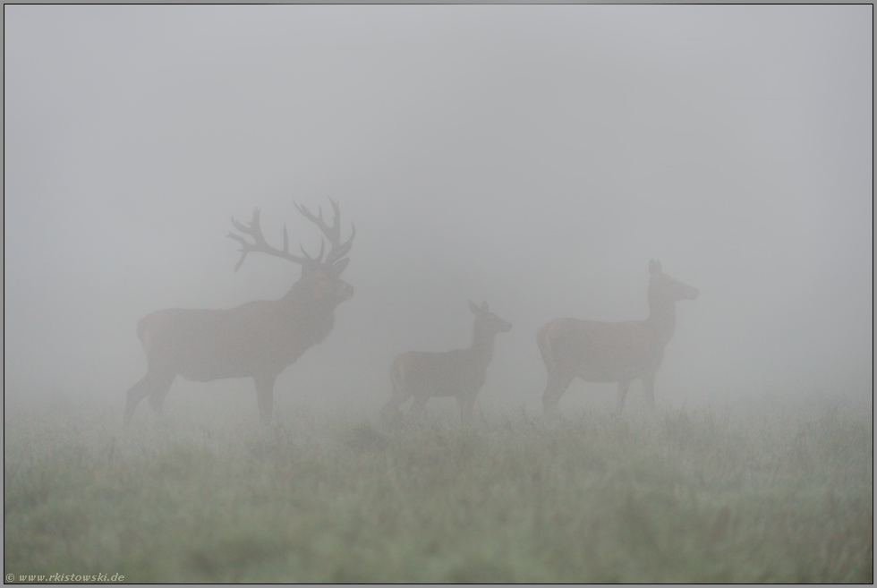 in dichtem Nebel... Rotwild *Cervus elaphus*