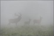 in dichtem Nebel... Rotwild *Cervus elaphus*