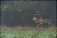 am Waldrand... Rothirsch *Cervus elaphus*