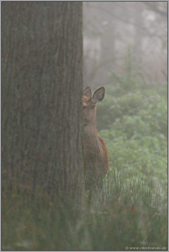 kuckidiguck... Rotwild *Cervus elaphus*