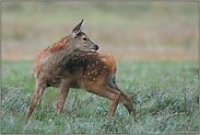 Rotkalb oder das Kitz vom Hirsch... Rotwild *Cervus elaphus*