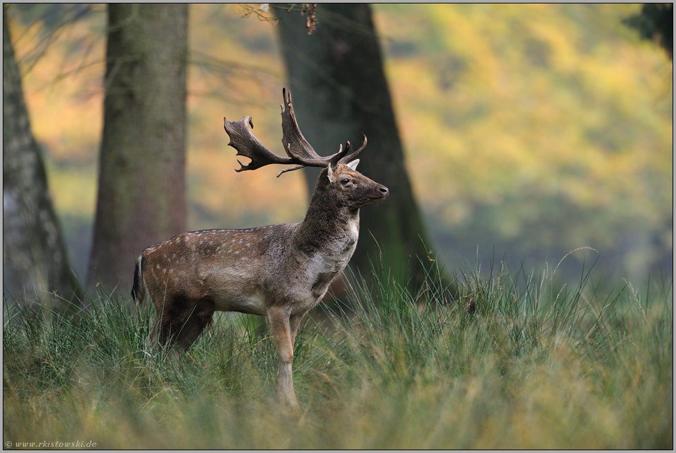 im Herbstwald... Damhirsch *Dama dama*