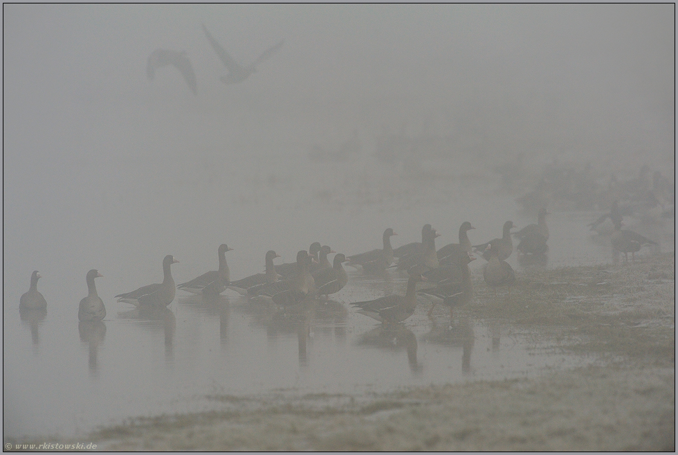 Nebel am Niederrhein... Blässgänse *Anser albifrons*