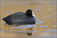 aufgeplustert... Blässralle *Fulica atra*