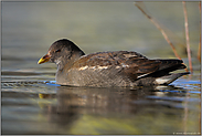 noch jung... Teichralle *Gallinula chloropus*