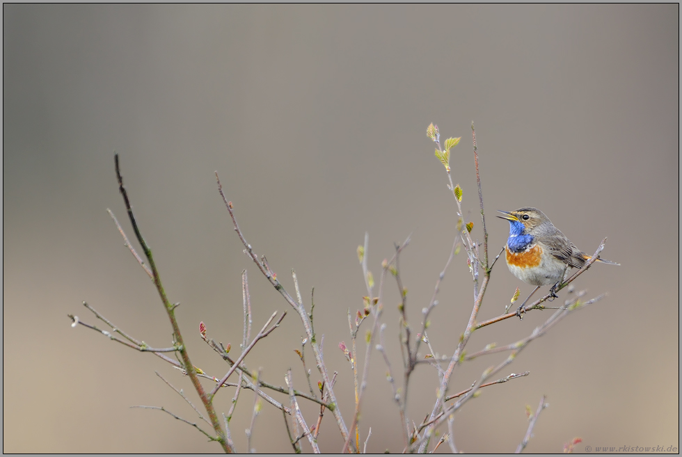 ein frischer Farbklecks... Blaukehlchen *Luscinia svecica *