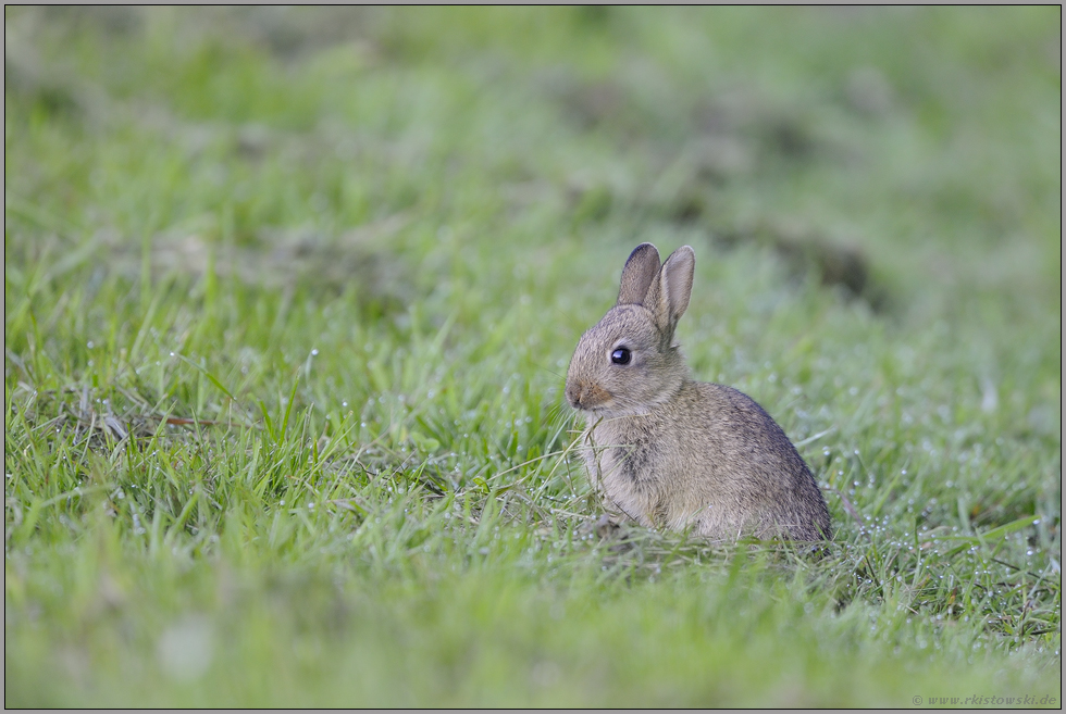 Junior... Wildkaninchen *Oryctolagus cuniculus*