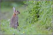 Männchen machen... Wildkaninchen *Oryctolagus cuniculus*