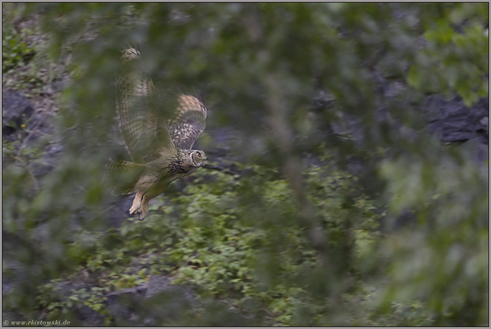 Flug im Verborgenen... Europäischer Uhu *Bubo bubo*